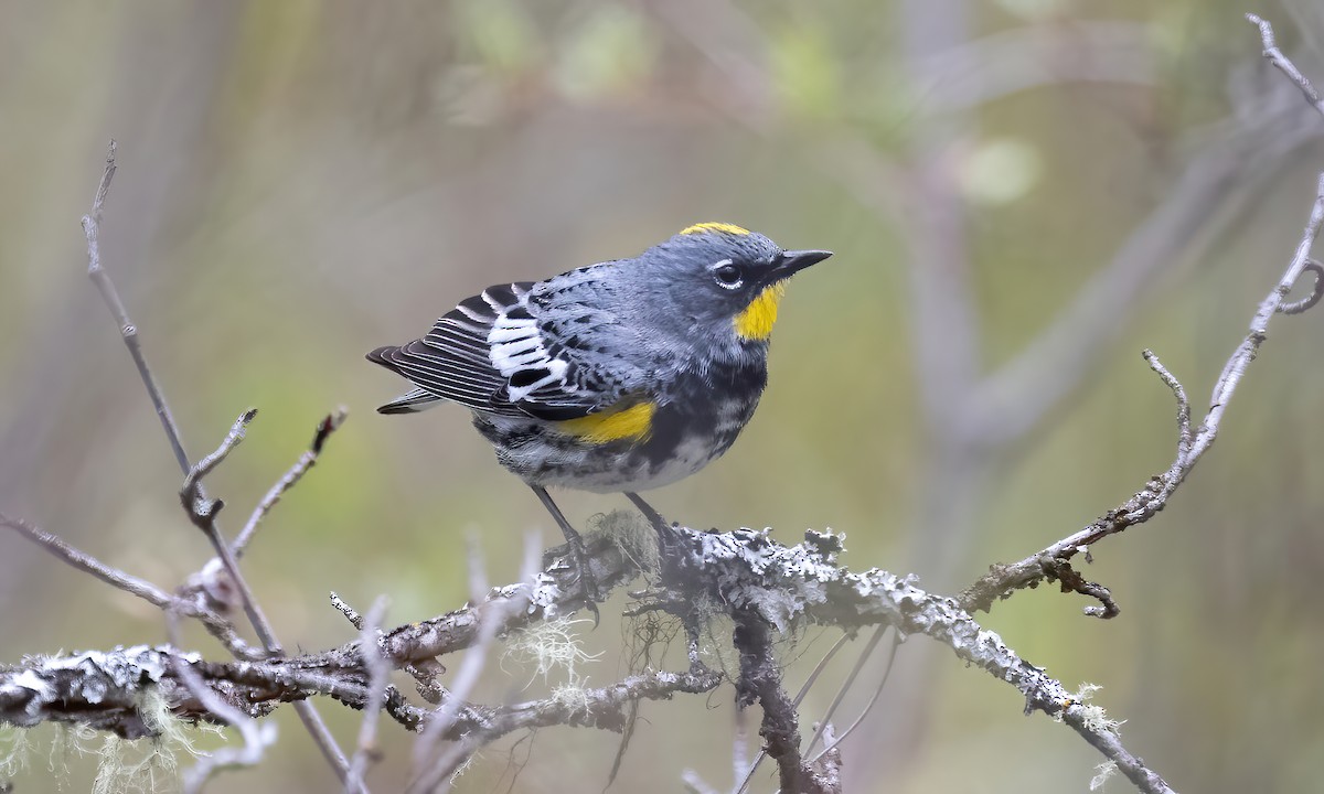 Yellow-rumped Warbler (Audubon's) - ML619328868