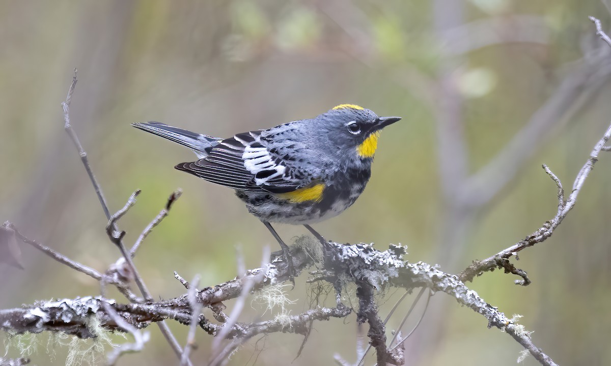 Yellow-rumped Warbler (Audubon's) - ML619328869