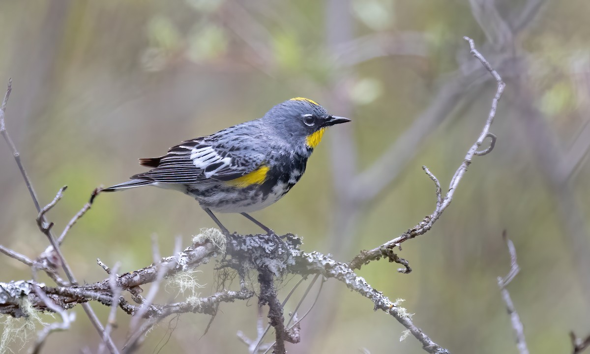 Yellow-rumped Warbler (Audubon's) - ML619328870