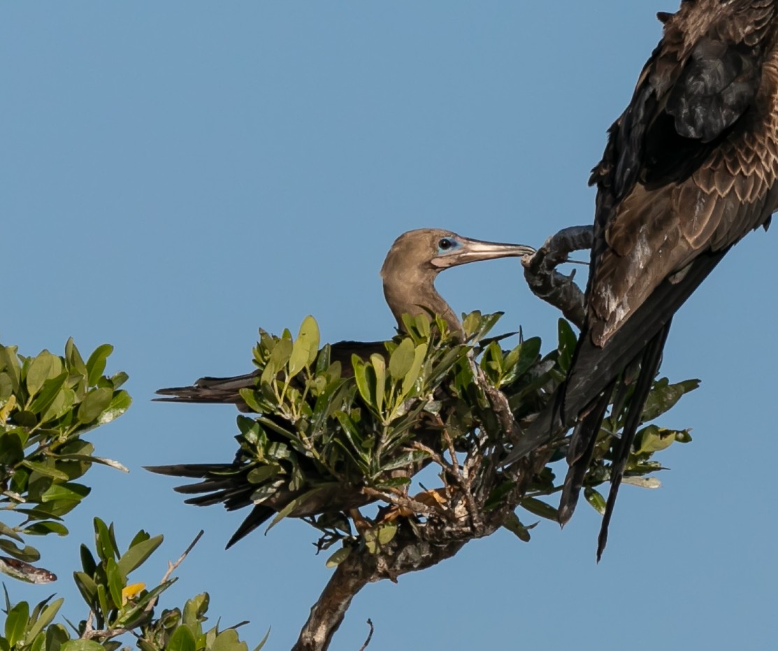 Red-footed Booby (Atlantic) - ML619328875