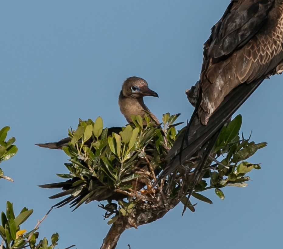 Red-footed Booby (Atlantic) - ML619328876
