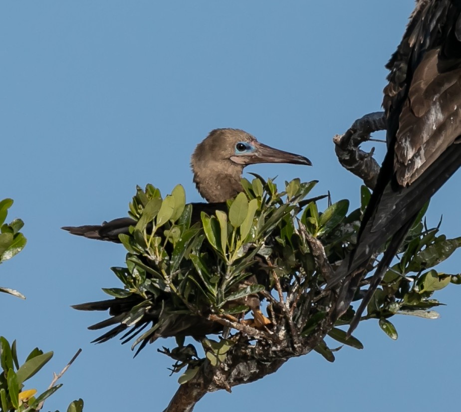Red-footed Booby (Atlantic) - ML619328877