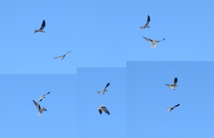 Black-shouldered Kite - ML619328886