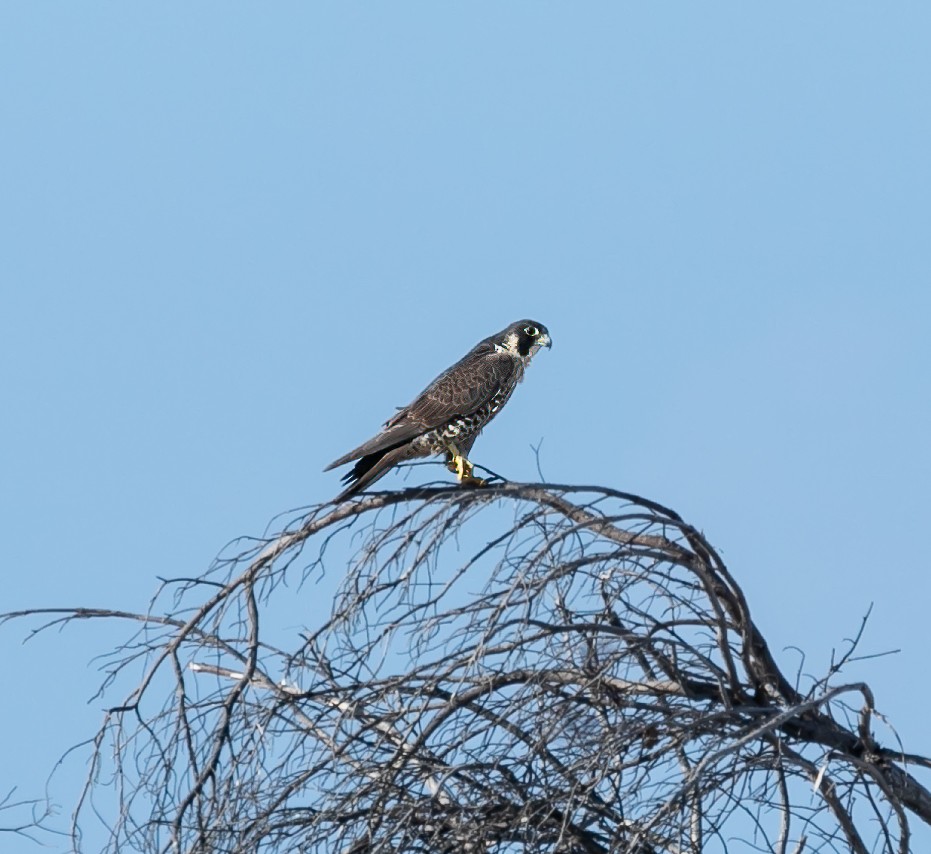 Peregrine Falcon (North American) - ML619328891
