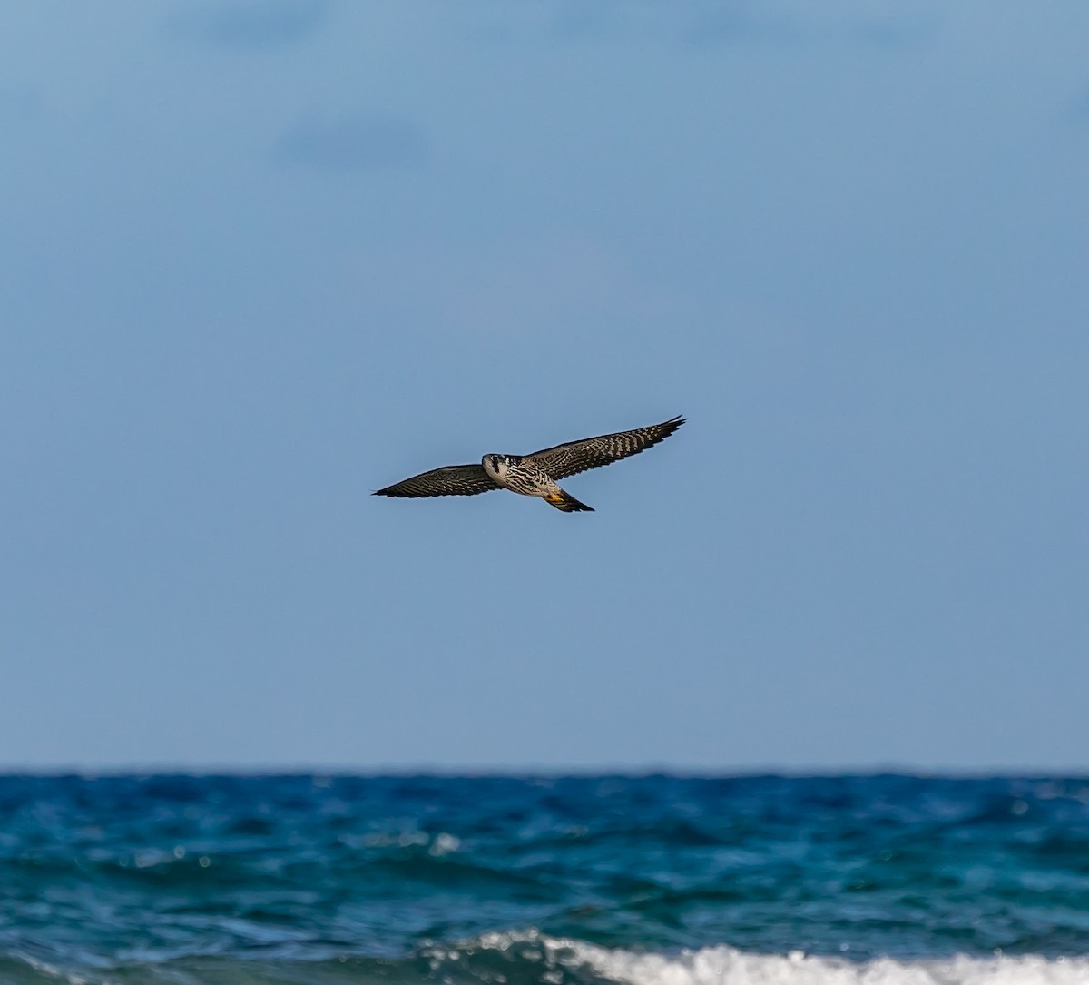 Peregrine Falcon (North American) - ML619328915