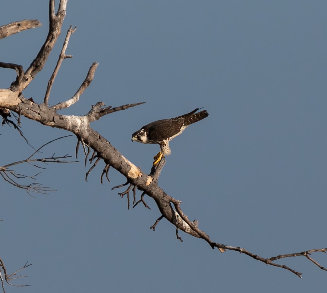 Peregrine Falcon (North American) - ML619328916