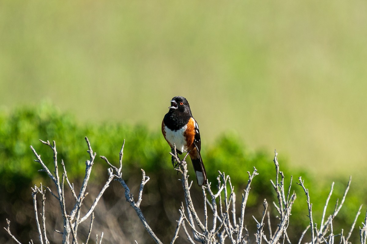Spotted Towhee - ML619328922