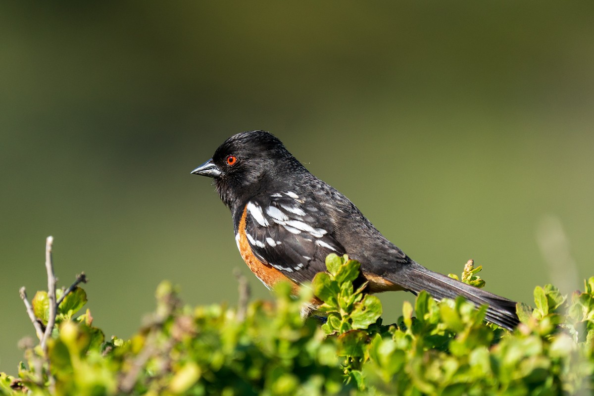 Spotted Towhee - ML619328923