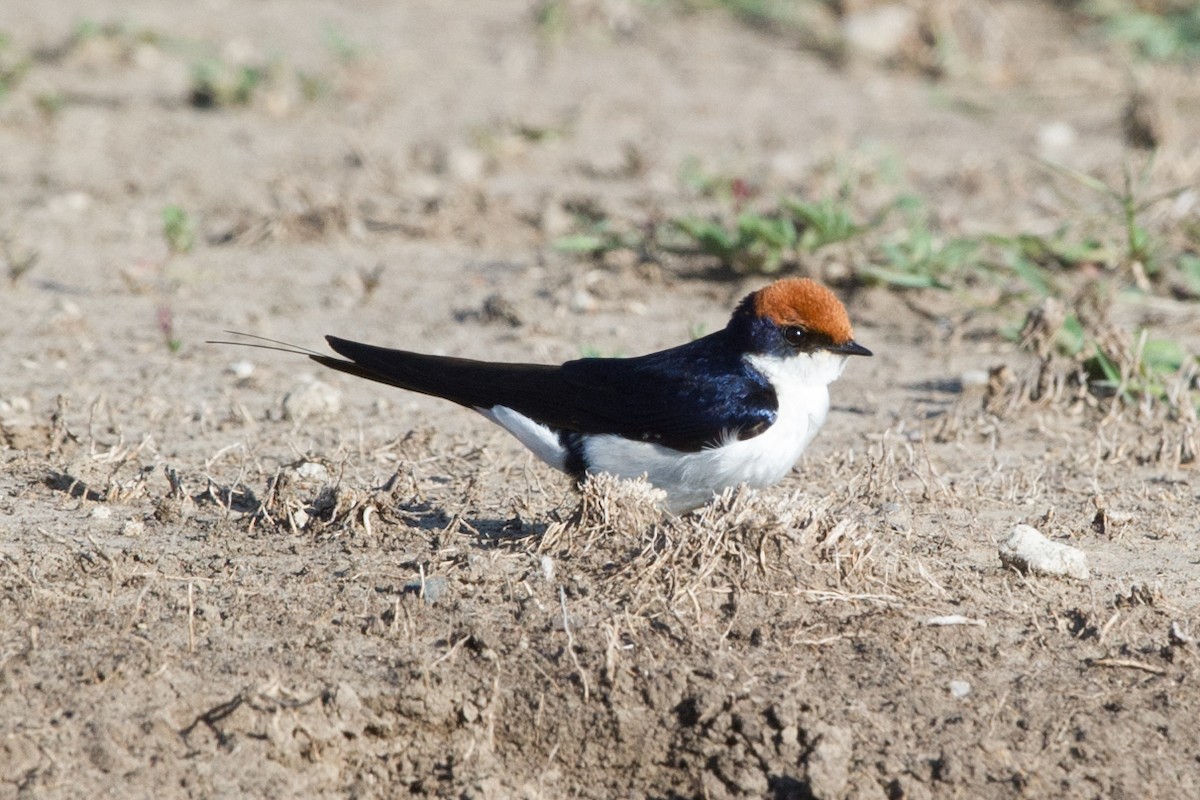 Wire-tailed Swallow - ML619328930