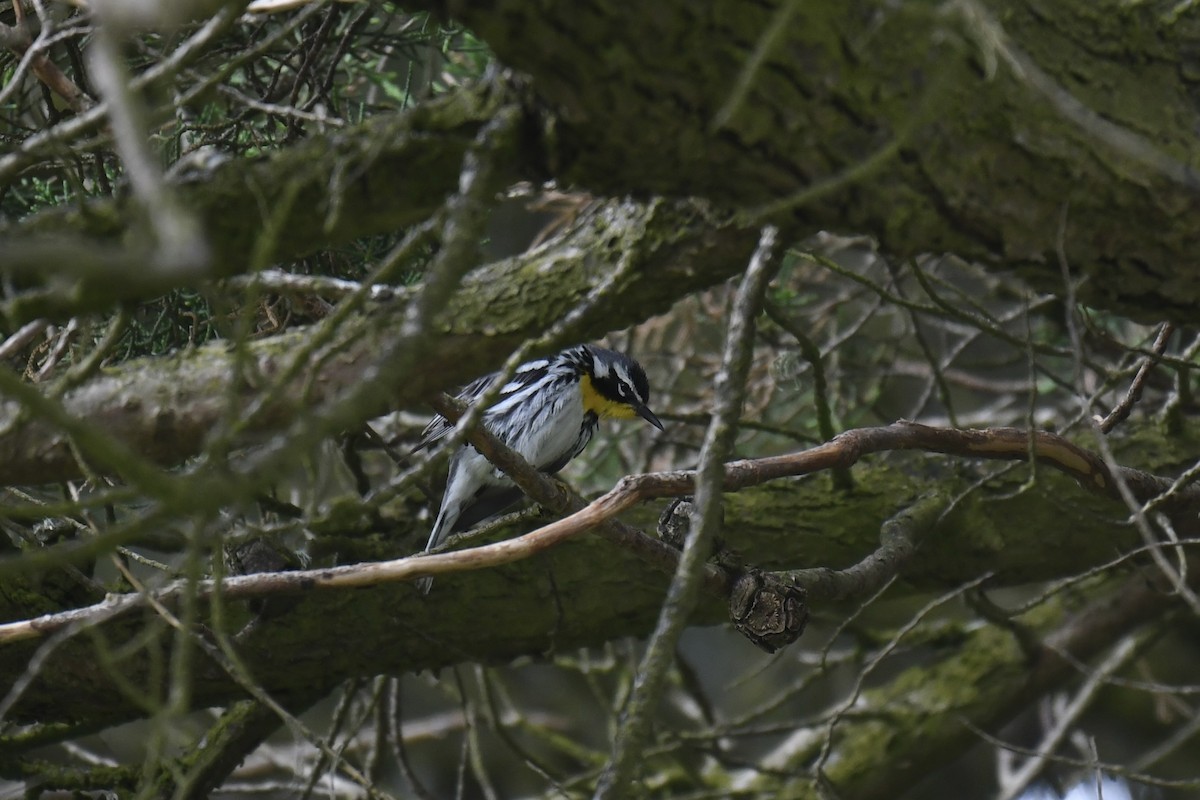Yellow-throated Warbler - ML619328960