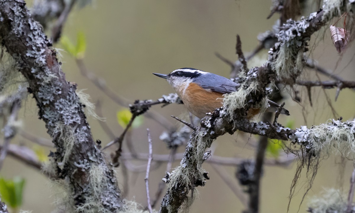 Red-breasted Nuthatch - ML619328970