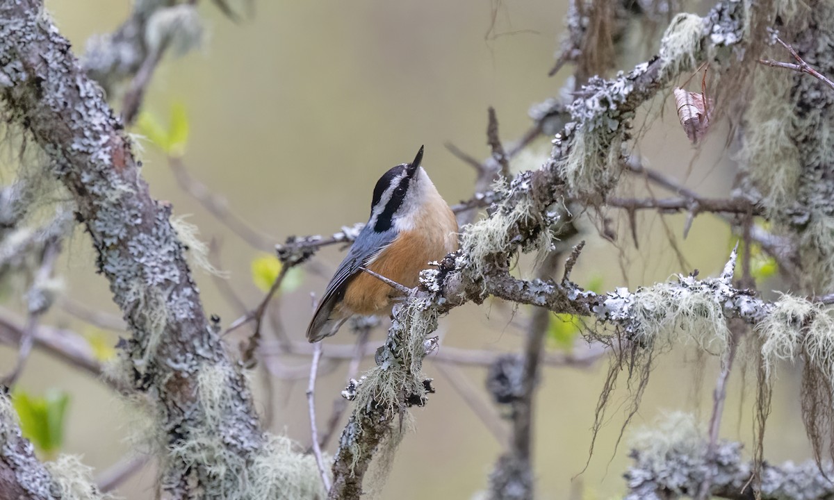 Red-breasted Nuthatch - ML619328971
