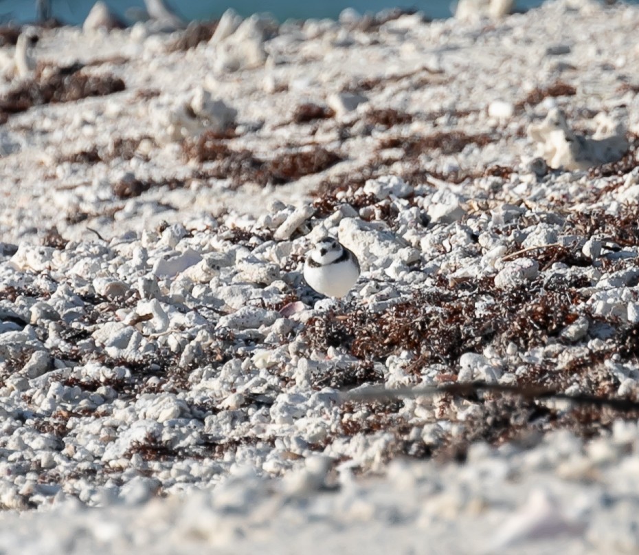 Piping Plover - ML619329018