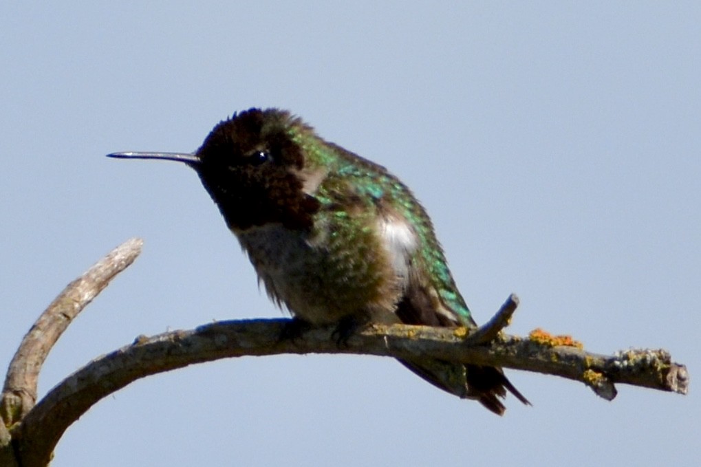 Anna's Hummingbird - ML619329037