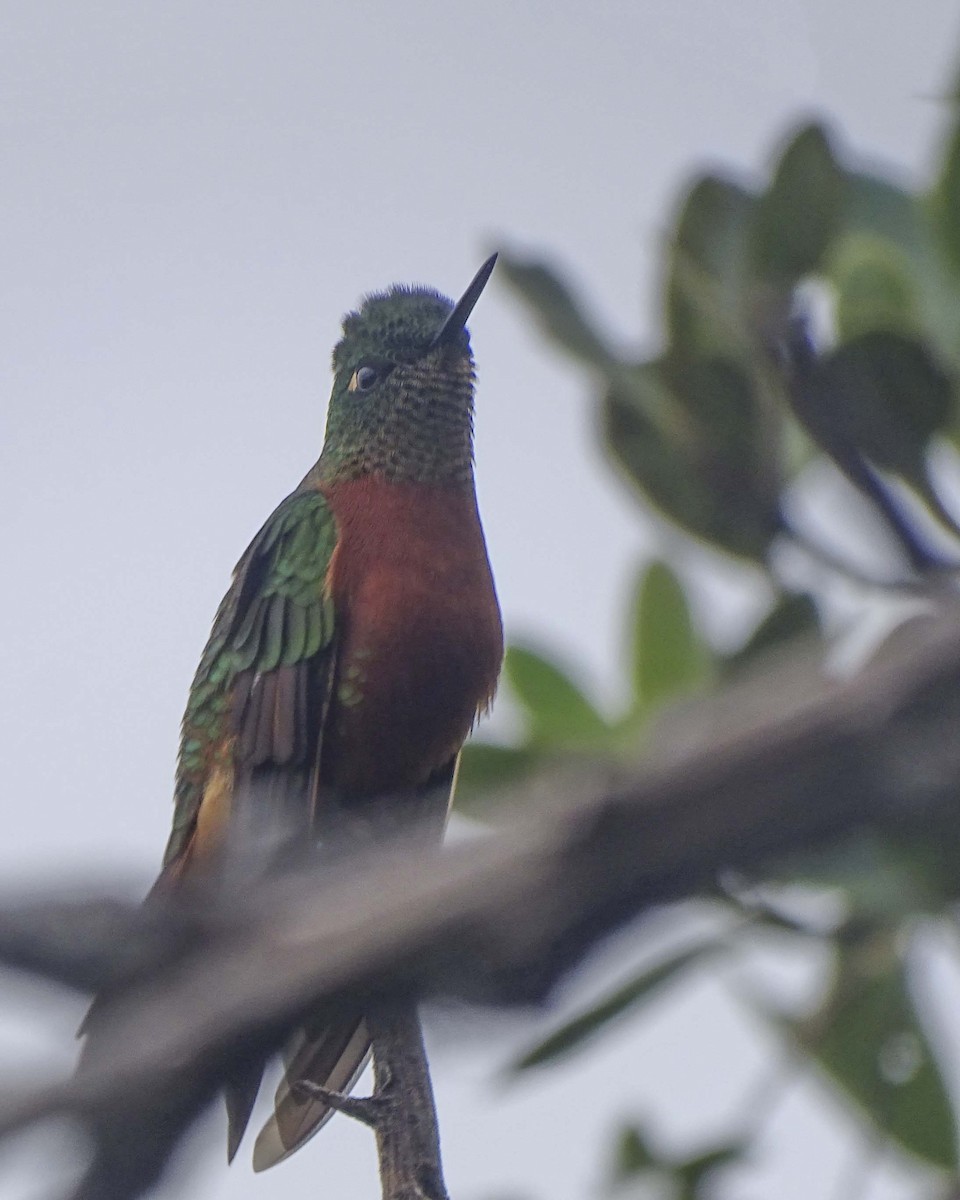 kolibřík peruánský - ML619329056