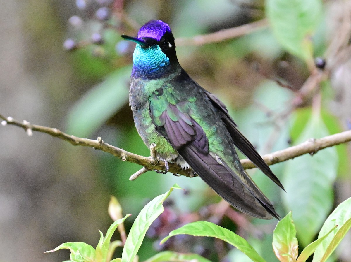 Talamanca Hummingbird - ML619329098