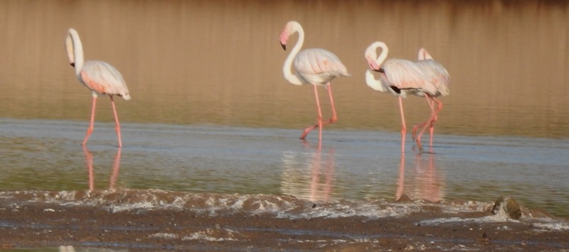 Greater Flamingo - ML619329103