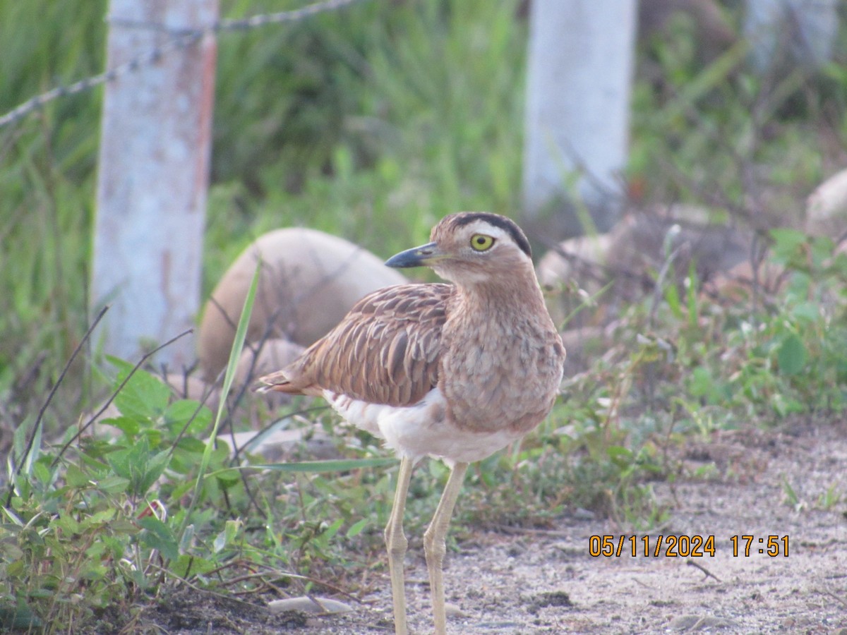 Double-striped Thick-knee - ML619329140