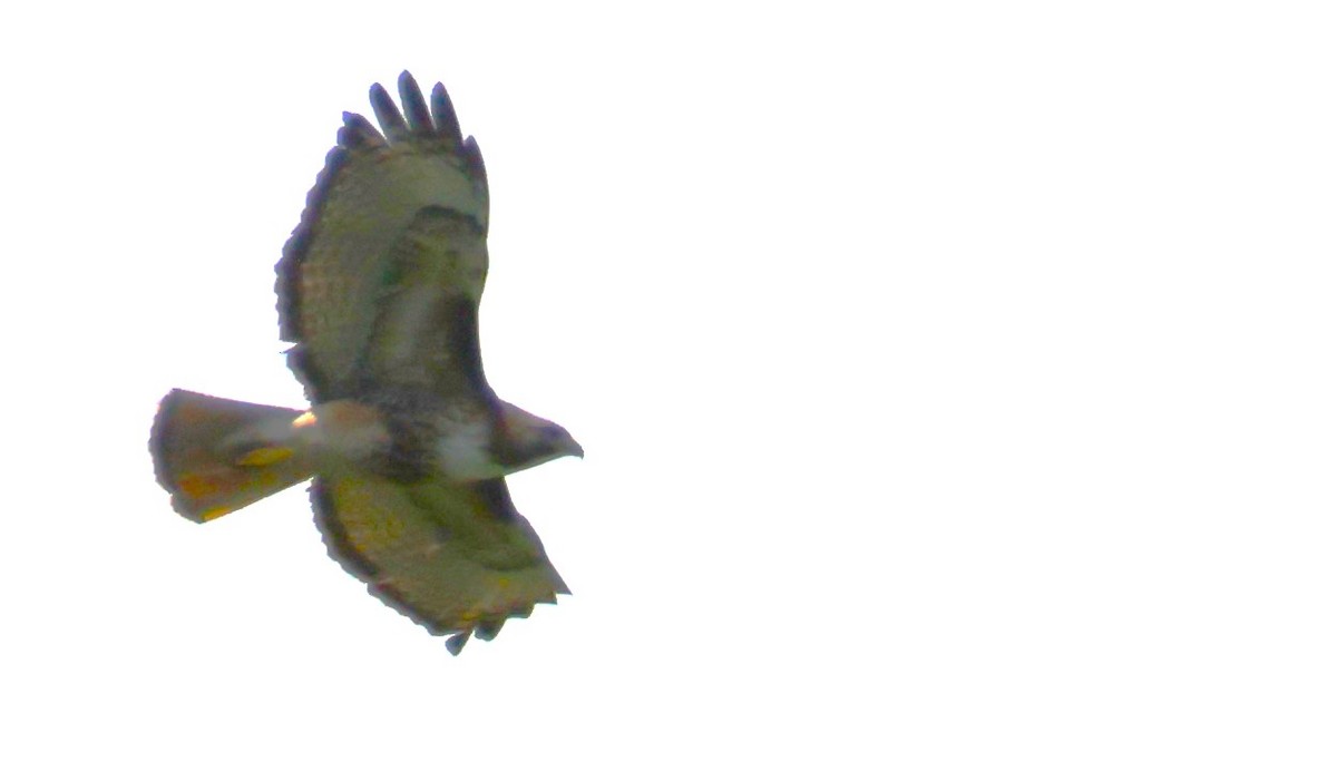 Red-tailed Hawk - ML619329149