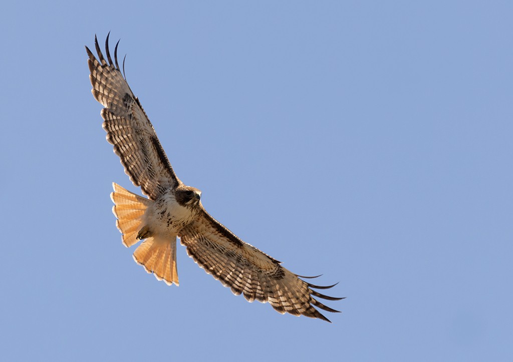 Red-tailed Hawk - ML619329168