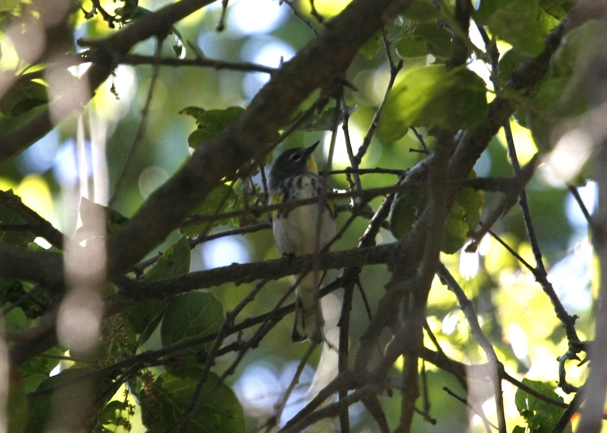 Reinita Coronada (auduboni) - ML619329195