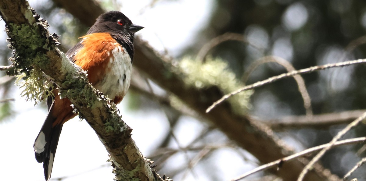 Spotted Towhee - ML619329230