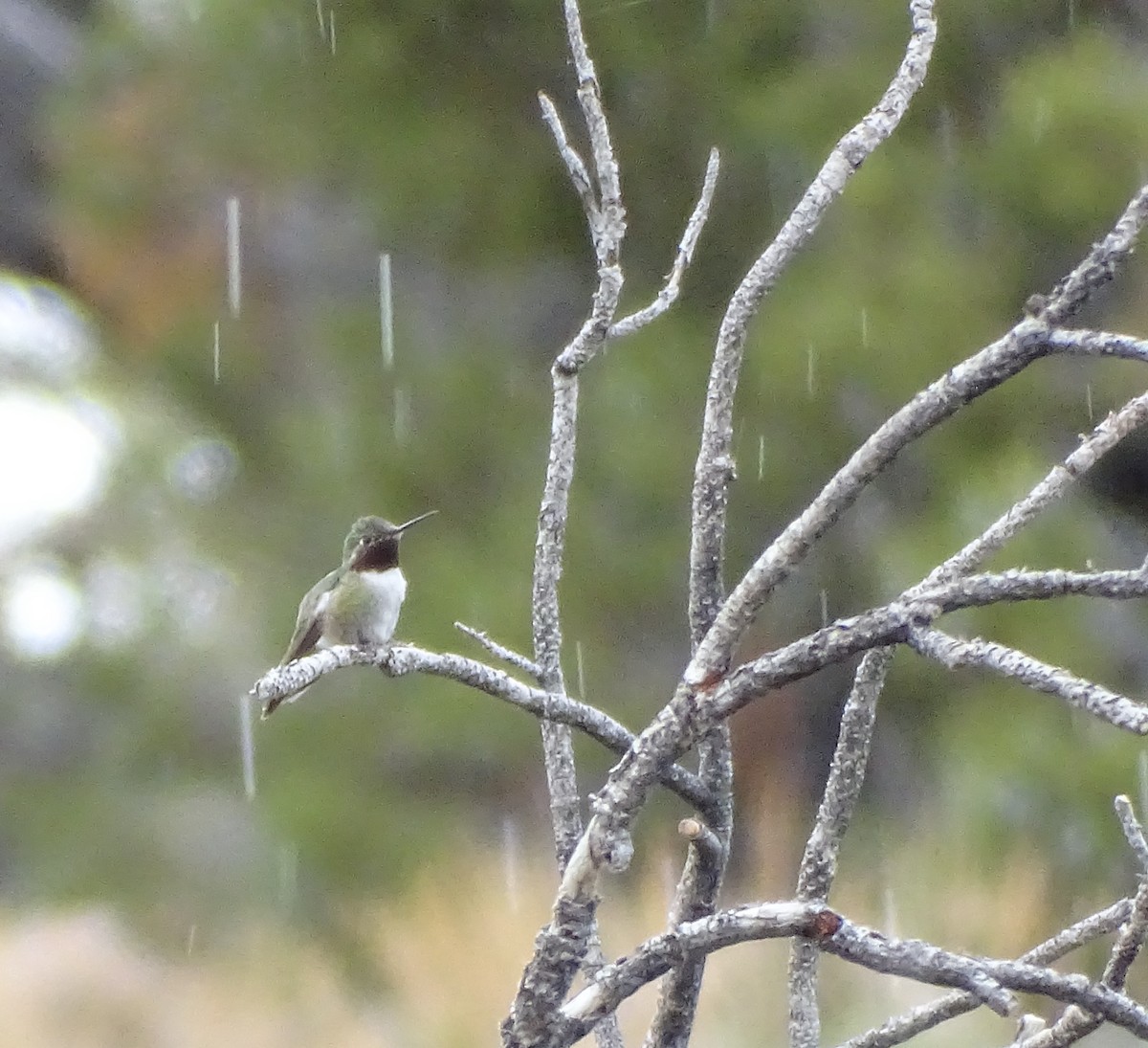 Broad-tailed Hummingbird - ML619329232