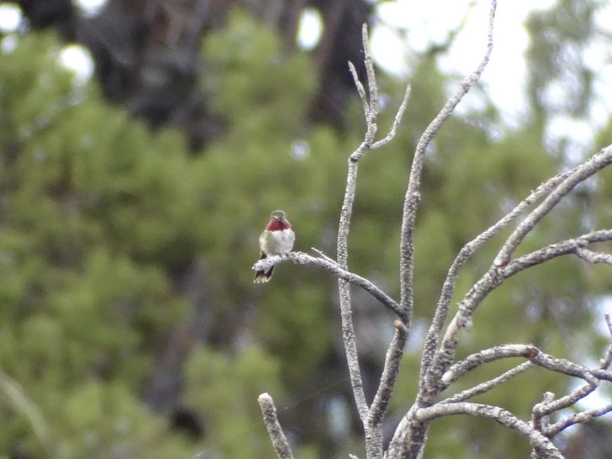 Broad-tailed Hummingbird - ML619329235