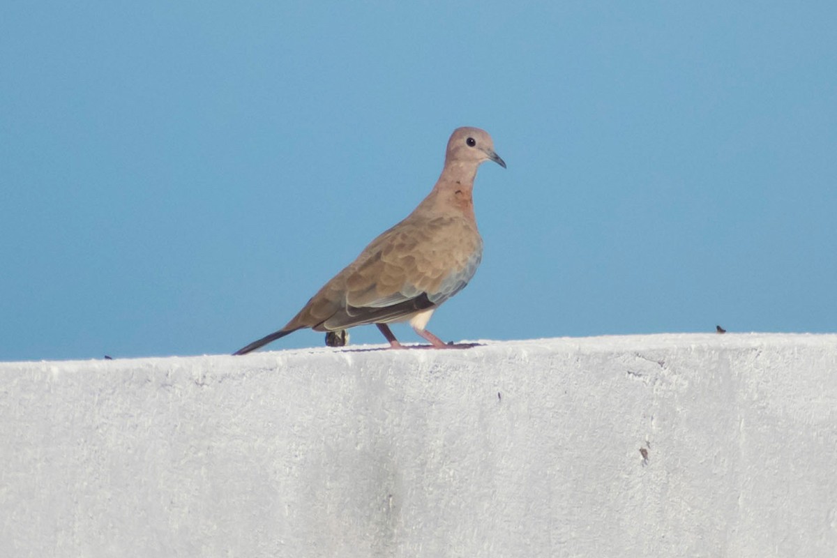 Laughing Dove - ML619329255