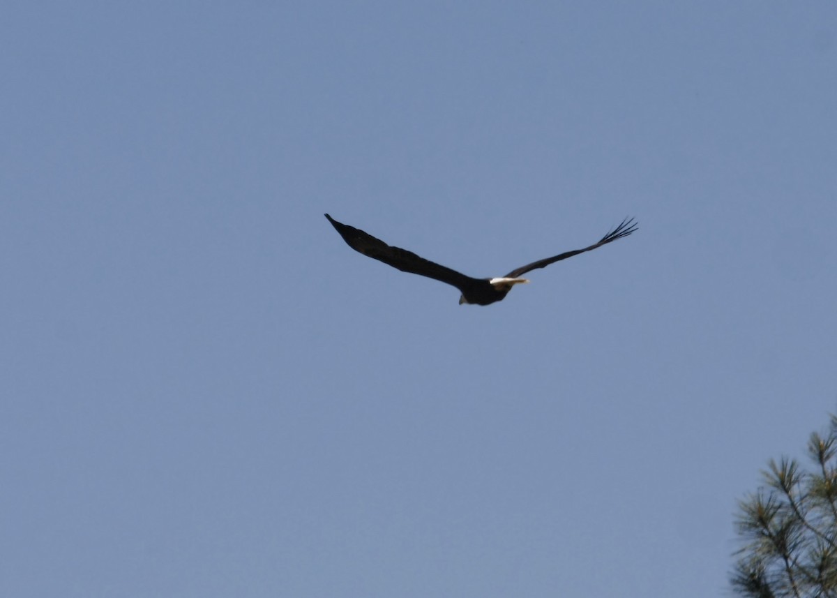 Белоголовый орлан - ML619329265