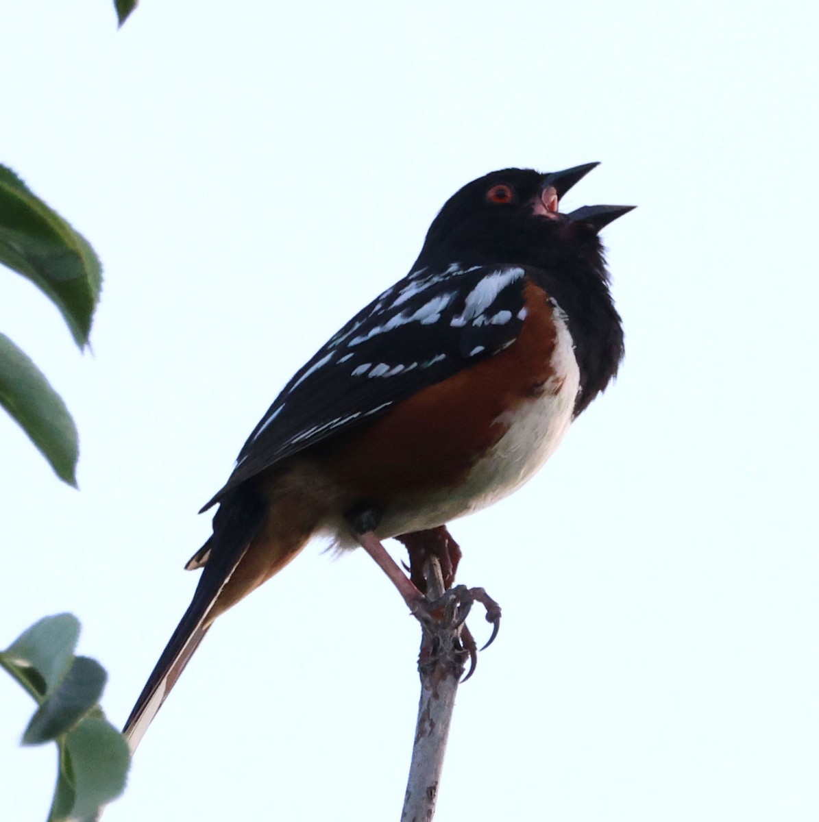 Spotted Towhee - ML619329266