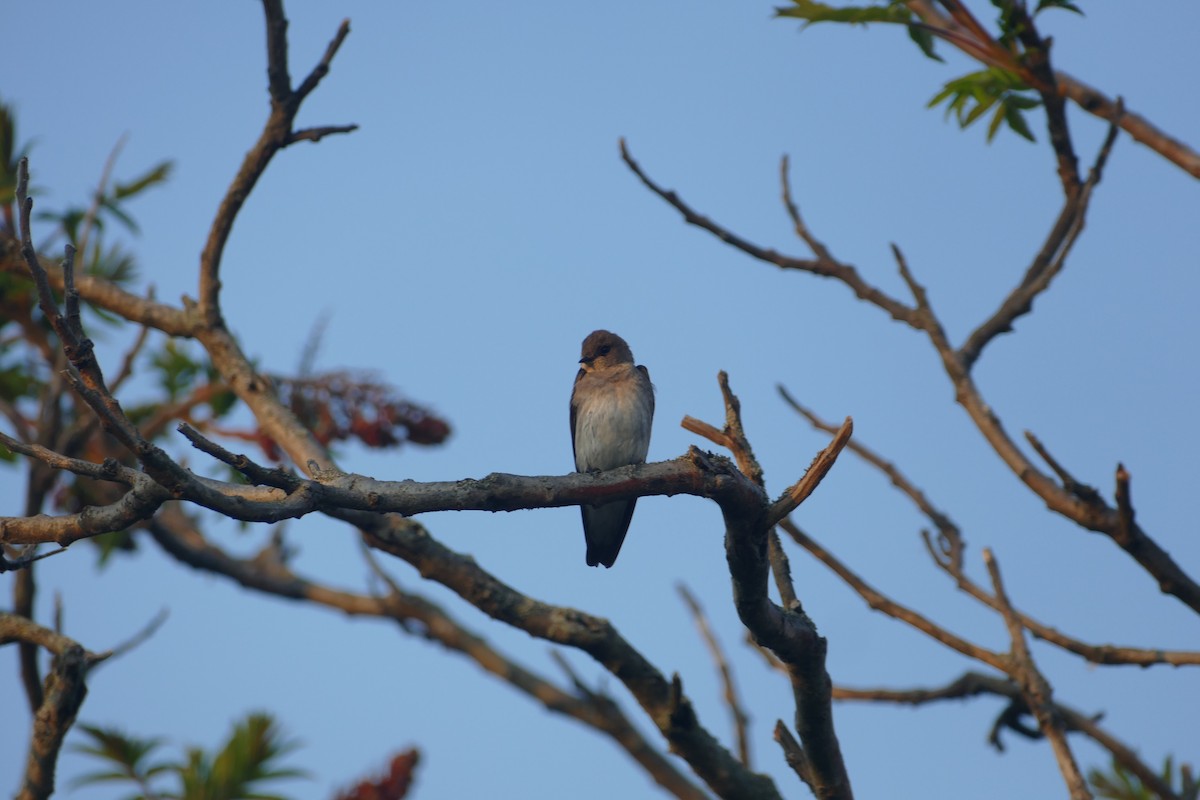 Northern Rough-winged Swallow - ML619329284