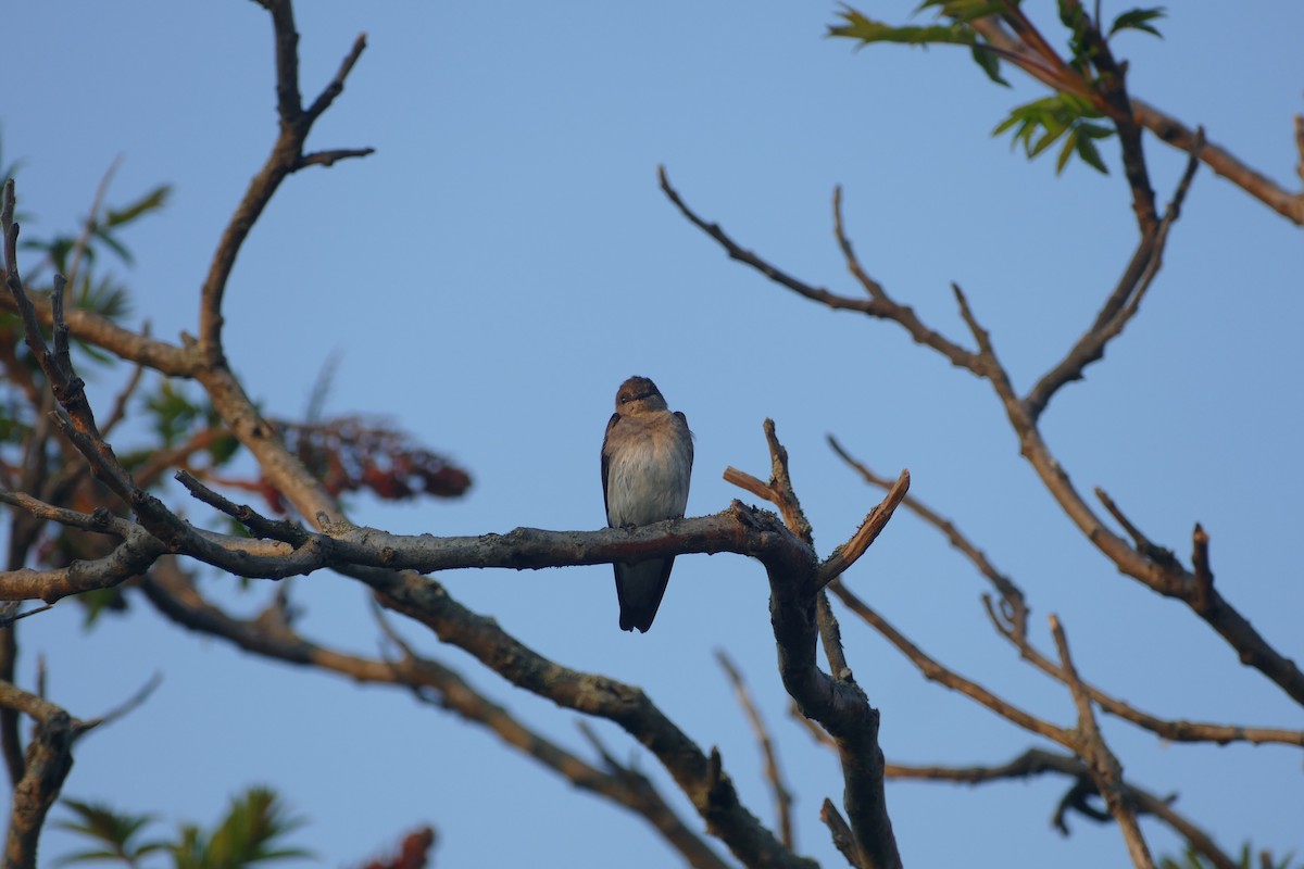 Northern Rough-winged Swallow - ML619329285