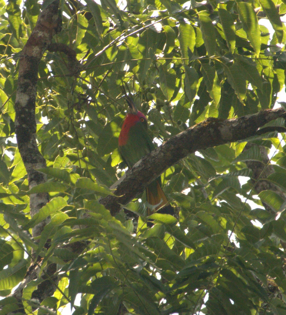Red-bearded Bee-eater - ML619329291