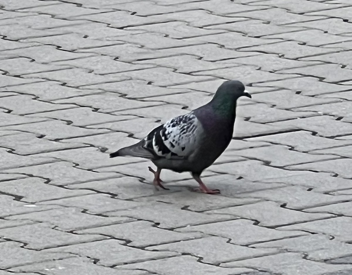 Rock Pigeon (Feral Pigeon) - ML619329303