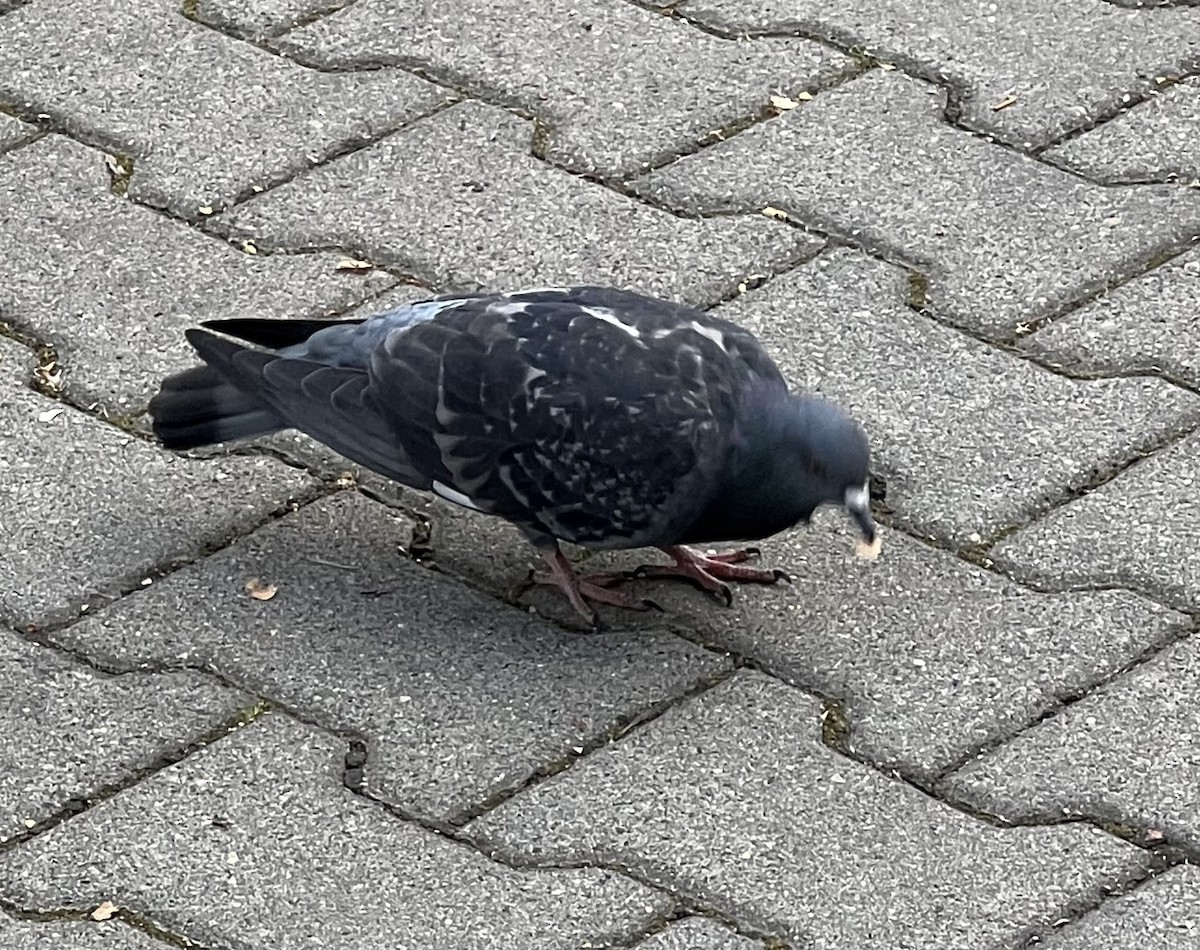 Rock Pigeon (Feral Pigeon) - ML619329304