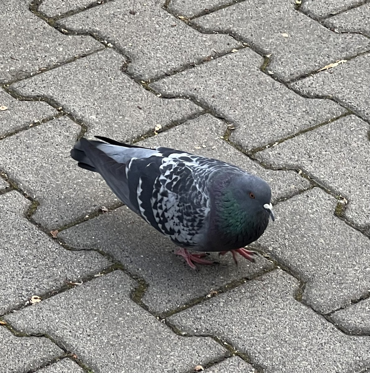 Rock Pigeon (Feral Pigeon) - ML619329305