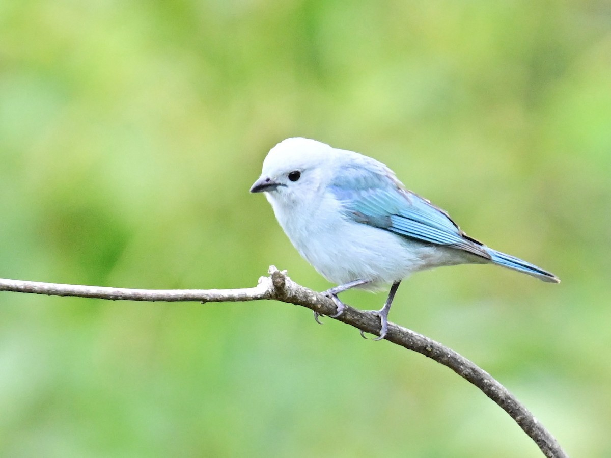 Blue-gray Tanager - ML619329315