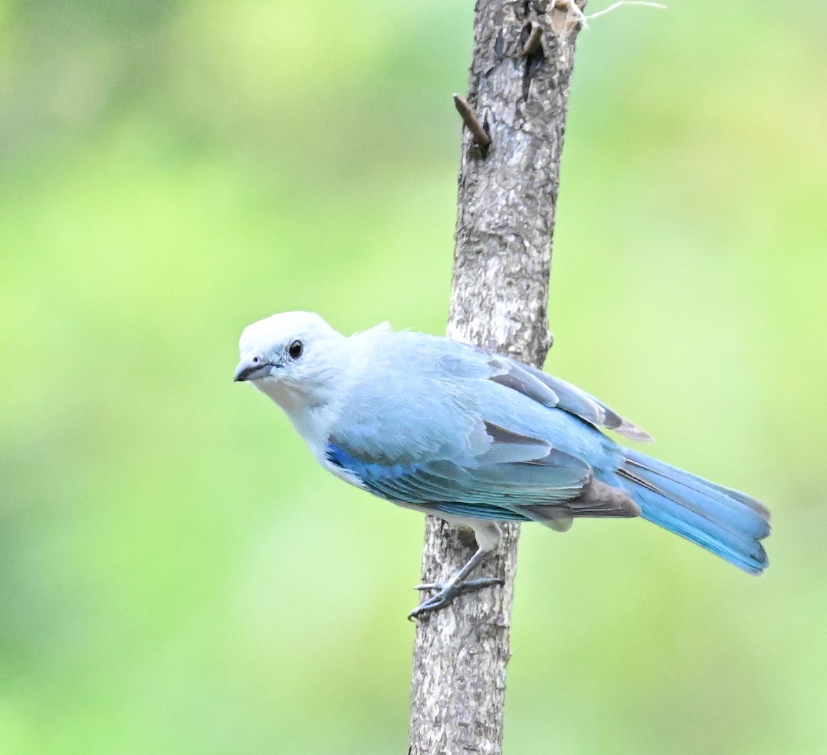 Blue-gray Tanager - ML619329316