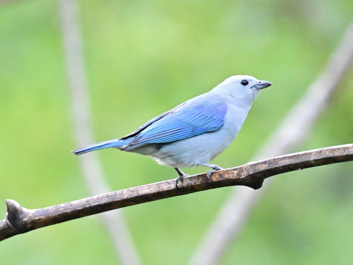 Blue-gray Tanager - ML619329317