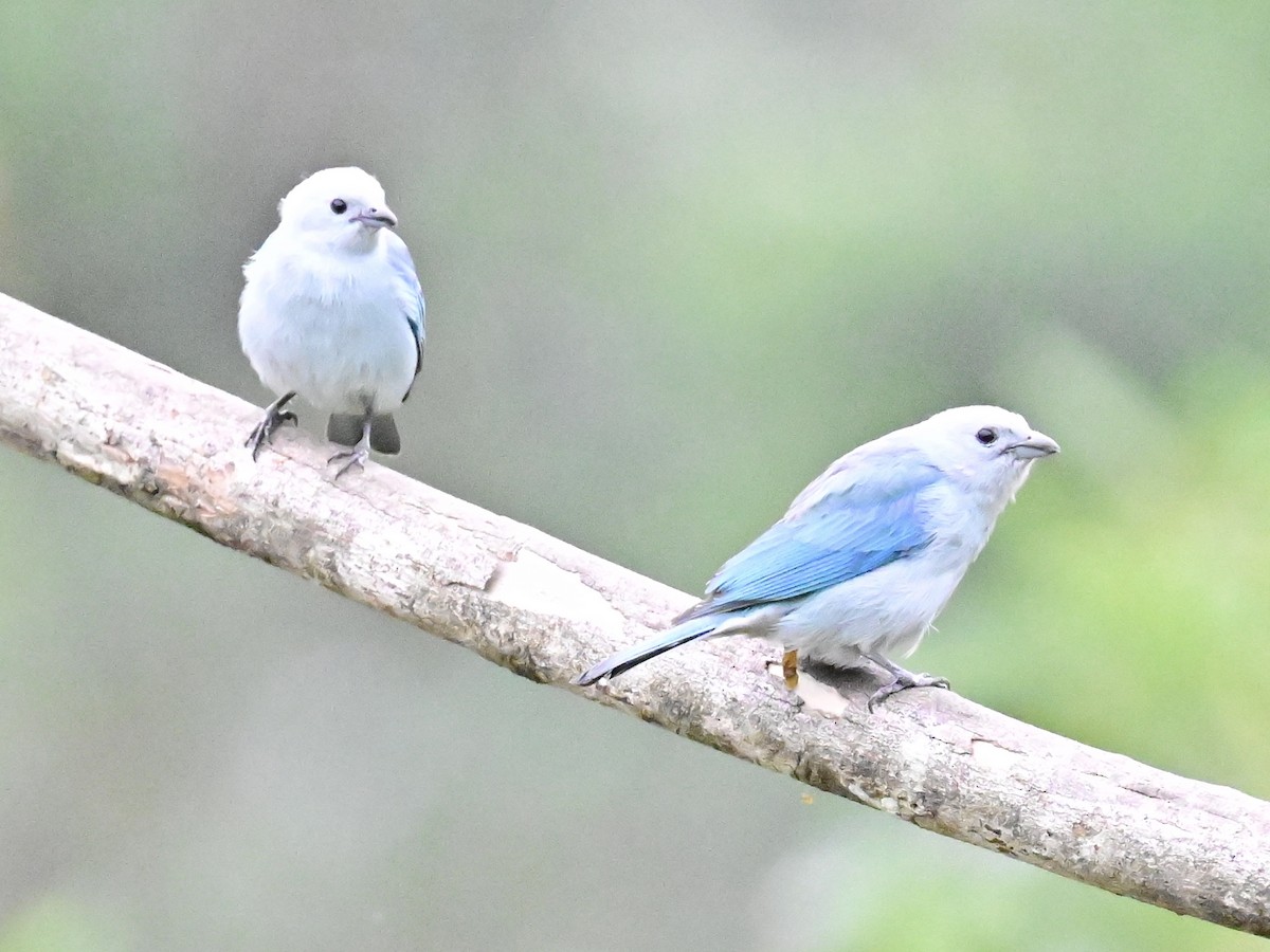 Blue-gray Tanager - ML619329318