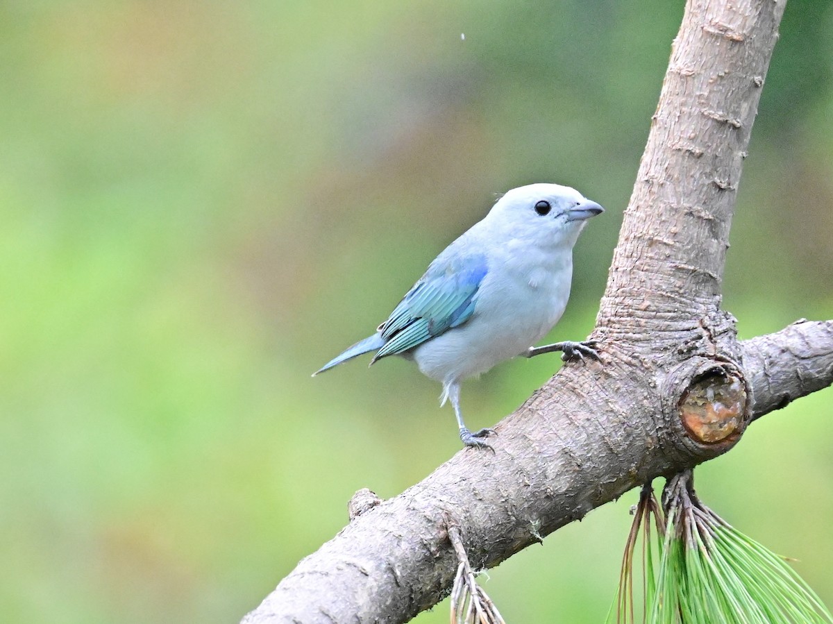Blue-gray Tanager - ML619329320