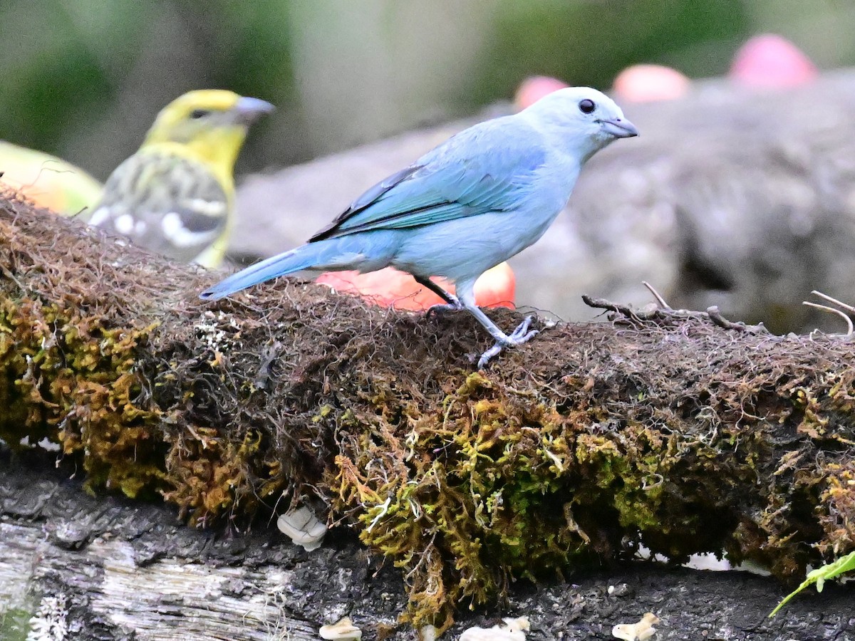 Blue-gray Tanager - ML619329321
