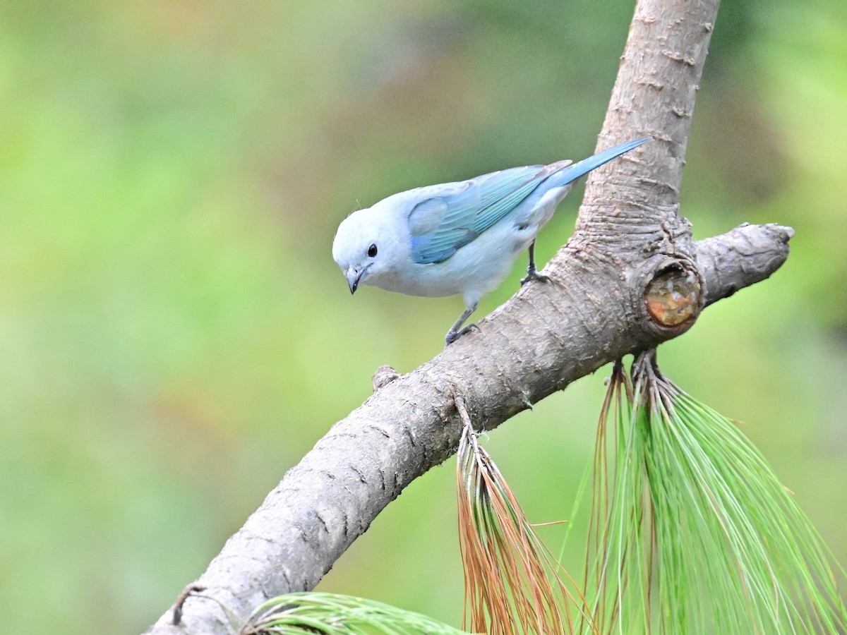Blue-gray Tanager - ML619329322
