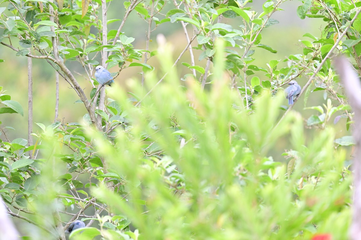 Blue-gray Tanager - ML619329325