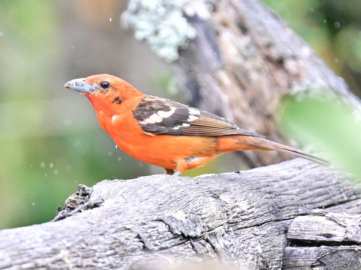 Flame-colored Tanager - ML619329369