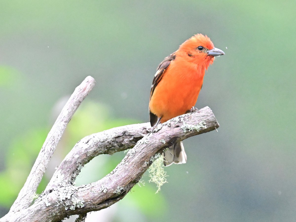 Flame-colored Tanager - ML619329372