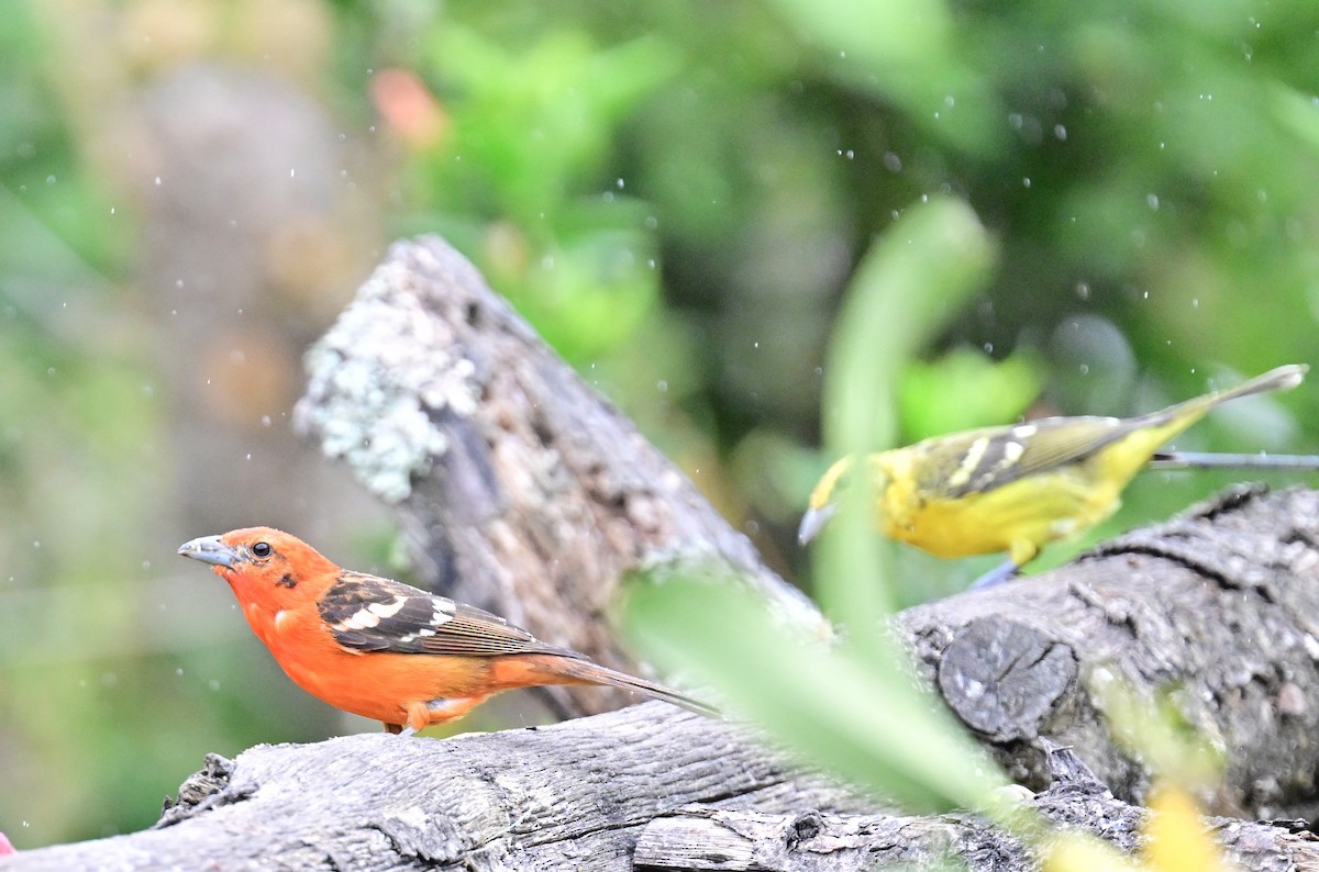 Flame-colored Tanager - ML619329377