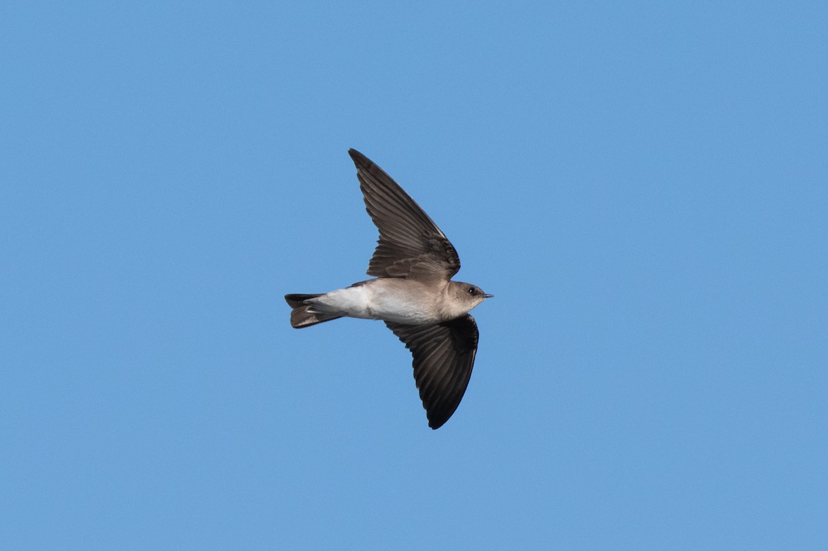 Northern Rough-winged Swallow - ML619329381