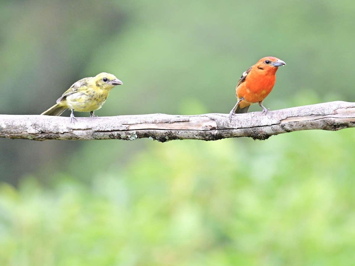 Flame-colored Tanager - ML619329392